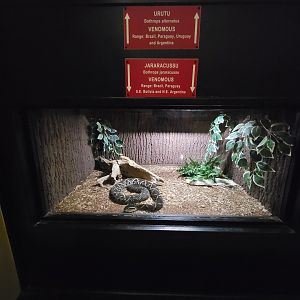 Reptile Lagoon, SOTB - Jararacussu