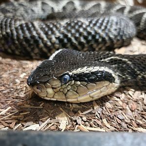 Reptile Lagoon, SOTB - Jararacussu
