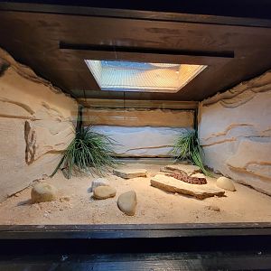 Reptile Lagoon, SOTB - Pygmy rattlesnake