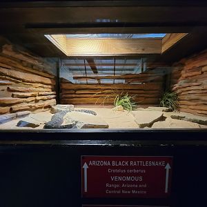 Reptile Lagoon, SOTB - Arizona black rattlesnake