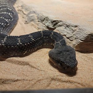 Reptile Lagoon, SOTB - Arizona black rattlesnake