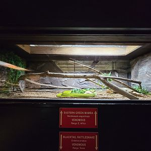 Reptile Lagoon, SOTB - Eastern green mamba