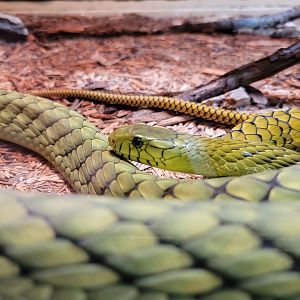 Reptile Lagoon, SOTB - Western green mambas