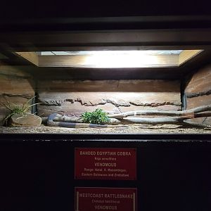 Reptile Lagoon, SOTB - Banded Egyptian cobra