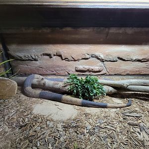 Reptile Lagoon, SOTB - Banded Egyptian cobra