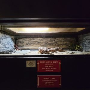 Reptile Lagoon, SOTB - Zebra spitting cobra