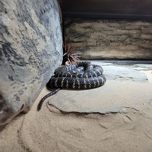 Reptile Lagoon, SOTB - Zebra spitting cobra