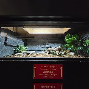 Reptile Lagoon, SOTB - Ashy pit viper AKA flat-nosed pit viper