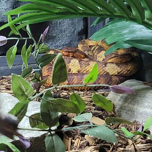 Reptile Lagoon, SOTB - Ashy pit viper AKA flat-nosed pit viper