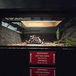 Reptile Lagoon, SOTB - Indochinese spitting cobra