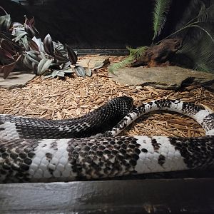 Reptile Lagoon, SOTB - Indochinese spitting cobra