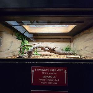 Reptile Lagoon, SOTB - Broadley's bush viper