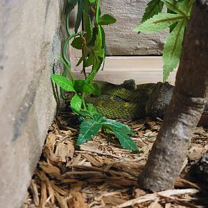 Reptile Lagoon, SOTB - Broadley's bush viper
