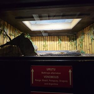 Reptile Lagoon, SOTB - Urutu