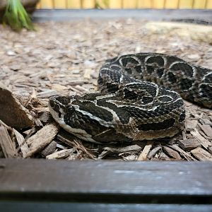 Reptile Lagoon, SOTB - Urutu
