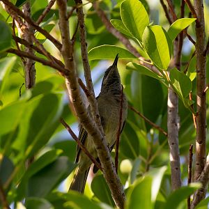 Dark-brown Honeyeater vocalising