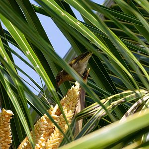 Dark-brown Honeyeater