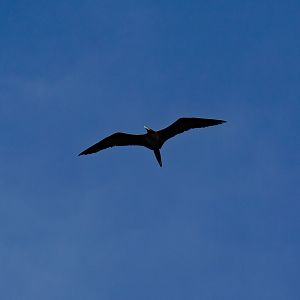 Greater Frigatebird