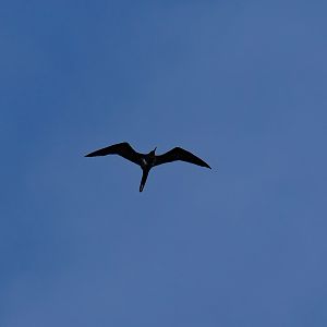 Lesser Frigatebird