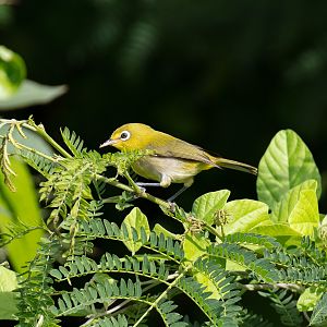 Small Lifou White-eye