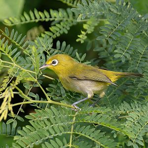 Small Lifou White-eye