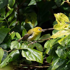 Small Lifou White-eye