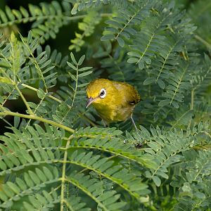 Small Lifou White-eye