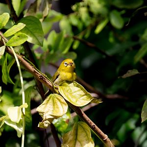 Small Lifou White-eye