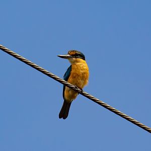 Sacred Kingfisher