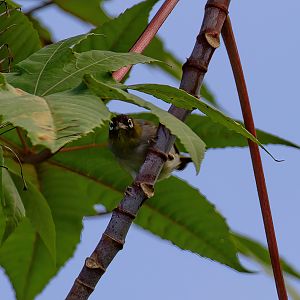 Silvereye (black-headed ssp)