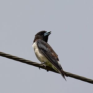 White-breasted Woodswallow