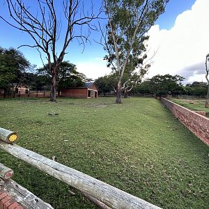 Cape Buffalo Yard 2 (Syncerus caffer caffer)