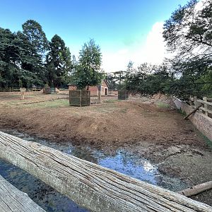 Cape Buffalo Yard 2 (Syncerus caffer caffer)