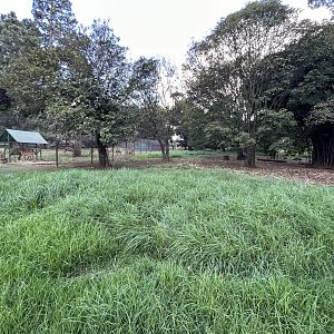 Cape Busbuck Enclosure (Tragelaphus sylvaticus sylvaticus)