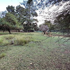 Nyala Enclosure (Tragelaphus angasii)