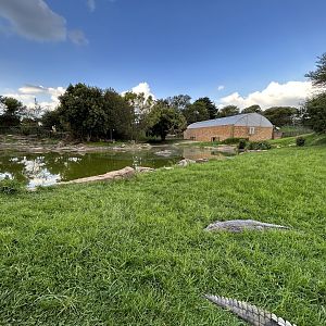 Nile Crocodile Enclosure (Crocodylus niloticus)