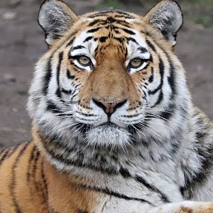 Siberian tiger (Panthera tigris altaica)
