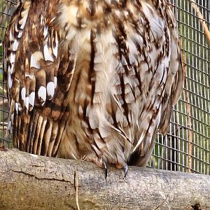 Tawny owl
