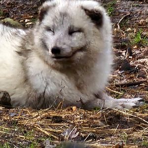 Arctic fox