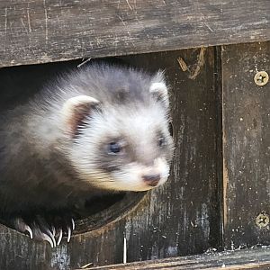 Polecat ferret