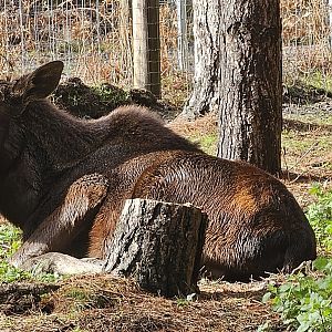 European elk