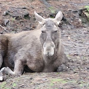 European elk