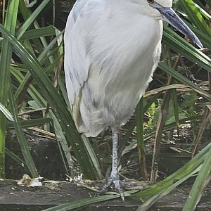 Little egret