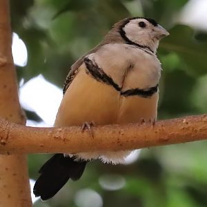 Double-barred finch (Stizoptera bichenovii)