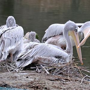 Pink-backed pelicans (Pelecanus rufescens)