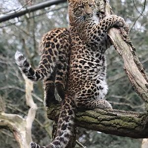 North chinese leopards (Panthera pardus japonensis)