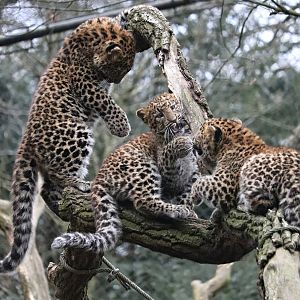 North chinese leopards (Panthera pardus japonensis)