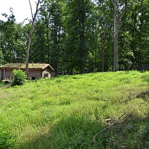 Wild boar enclosure at Skånes djurpark