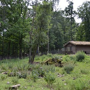Wild boar enclosure at Skånes djurpark