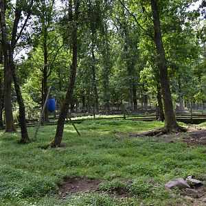 Wild boar enclosure at Skånes djurpark